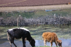 2010-national-day-xianggelila